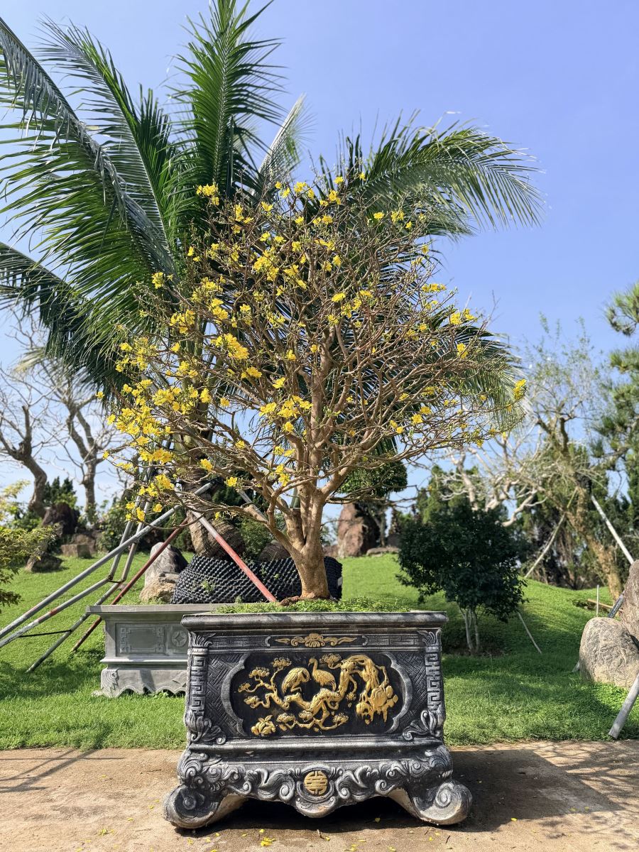 Ochna Serrulata in full bloom