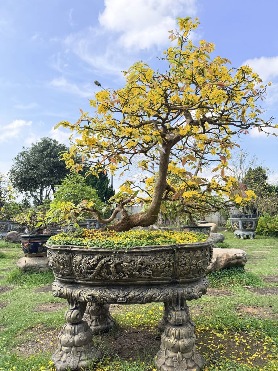 Yellow apricot blossoms at Thien Tan B.O.T Toll Station