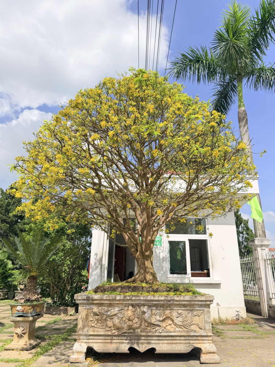 Radiant yellow apricot blossoms